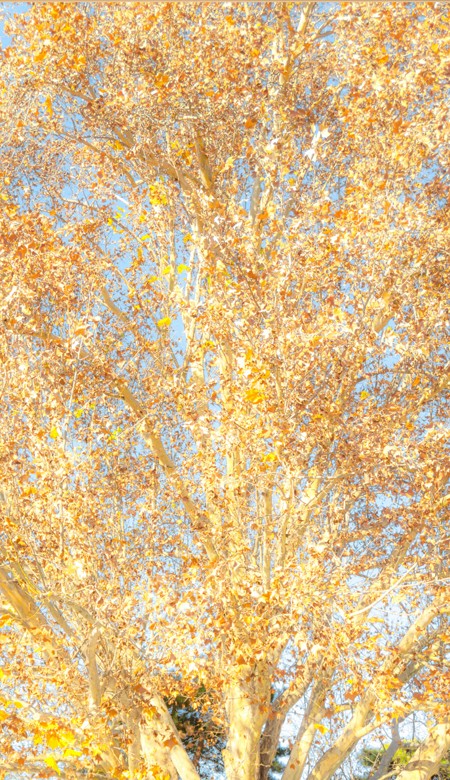 漂亮的金色壁纸手机壁纸 无人问津的港口总是开满鲜花