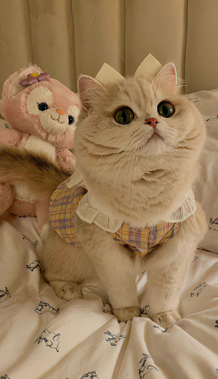 颜值很出众的壁纸全屏 2024最新版花式好看壁纸合集