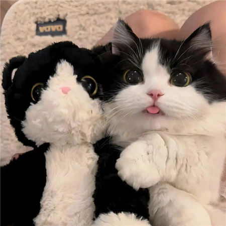 提升气质的清新配图高级 美的出众的小众素材合集