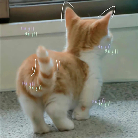 提升气质的清新配图高级 美的出众的小众素材合集