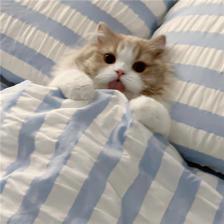 提升气质的清新配图高级 美的出众的小众素材合集