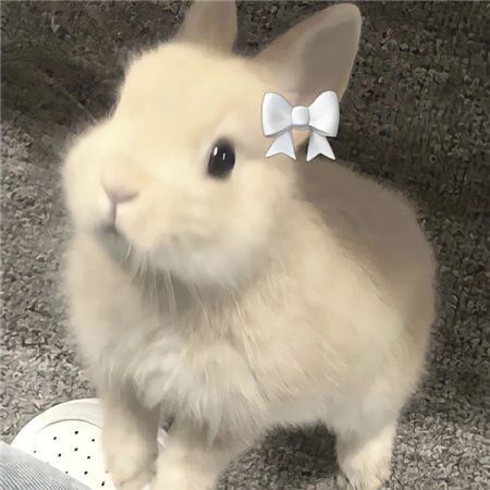 提升气质的清新配图高级 美的出众的小众素材合集