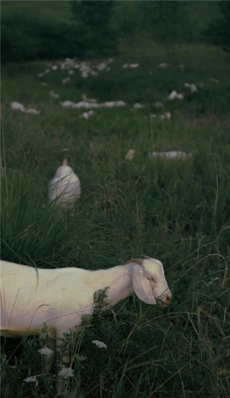 绿色系主题壁纸图片最新版合集 频繁记录着因为生活值得