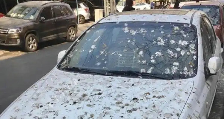 汽车清理鸟屎印怎么清理(汽车清理鸟屎印子怎么办)