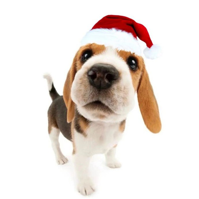 2024萌宠圣诞头像合集超有圣诞氛围 把麋鹿挂在树上把你挂在心上