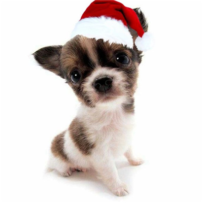 2024萌宠圣诞头像合集超有圣诞氛围 把麋鹿挂在树上把你挂在心上