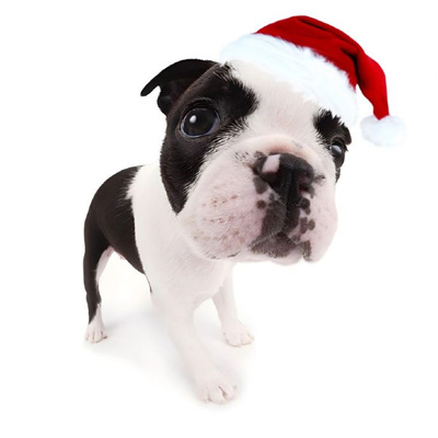 2024萌宠圣诞头像合集超有圣诞氛围 把麋鹿挂在树上把你挂在心上