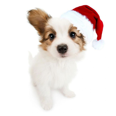 2024萌宠圣诞头像合集超有圣诞氛围 把麋鹿挂在树上把你挂在心上