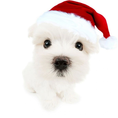 2024萌宠圣诞头像合集超有圣诞氛围 把麋鹿挂在树上把你挂在心上