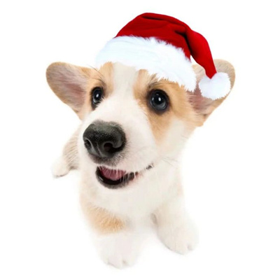 2024萌宠圣诞头像合集超有圣诞氛围 把麋鹿挂在树上把你挂在心上