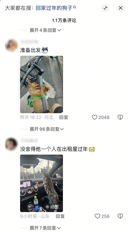 网友过年回家车里塞不下 索性连狗带窝一起带上路