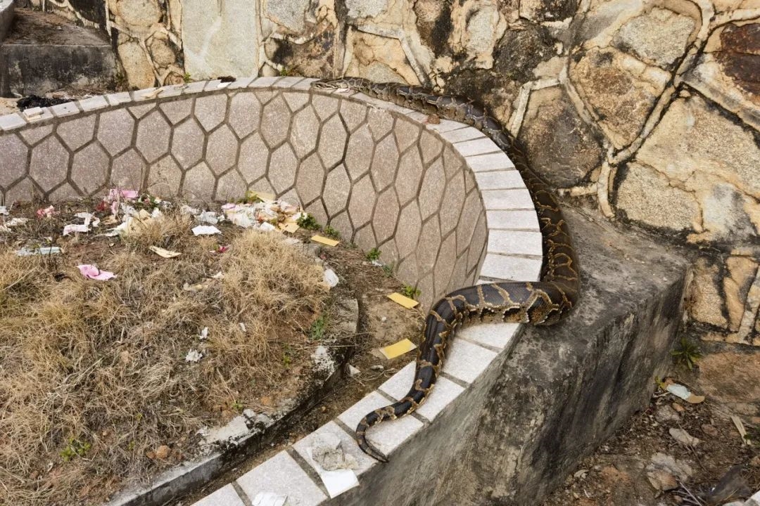 福建惊现50斤“护墓”巨蟒：体长3米 5个人才抓住