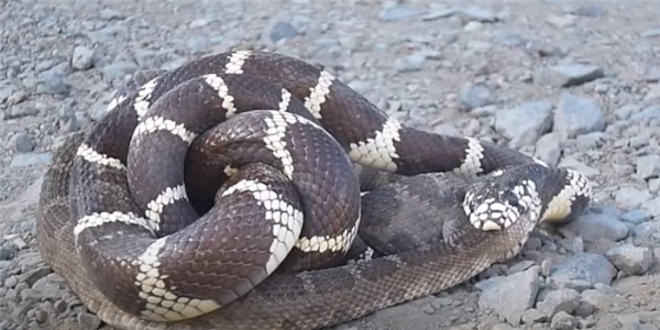 吞鹿、食卵、吃蜗牛：蛇的干饭技能太逆天了