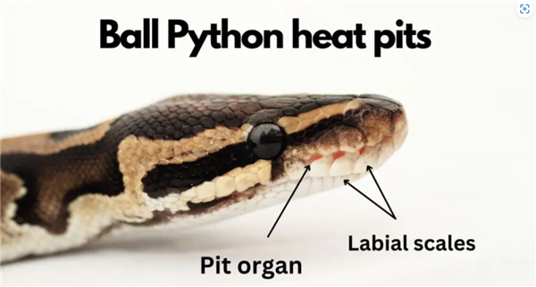 吞鹿、食卵、吃蜗牛：蛇的干饭技能太逆天了