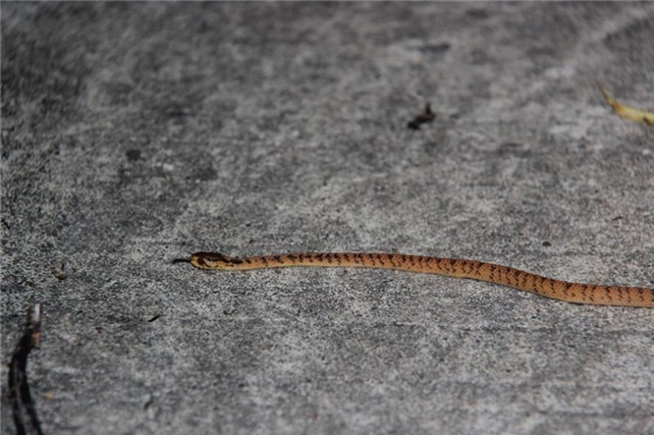 吞鹿、食卵、吃蜗牛：蛇的干饭技能太逆天了