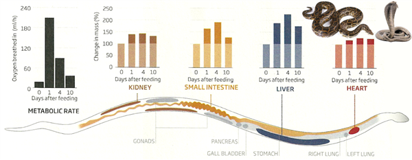 吞鹿、食卵、吃蜗牛：蛇的干饭技能太逆天了