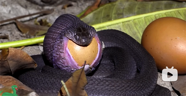 吞鹿、食卵、吃蜗牛：蛇的干饭技能太逆天了