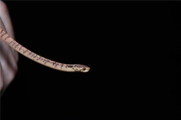 吞鹿、食卵、吃蜗牛：蛇的干饭技能太逆天了