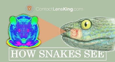 吞鹿、食卵、吃蜗牛：蛇的干饭技能太逆天了