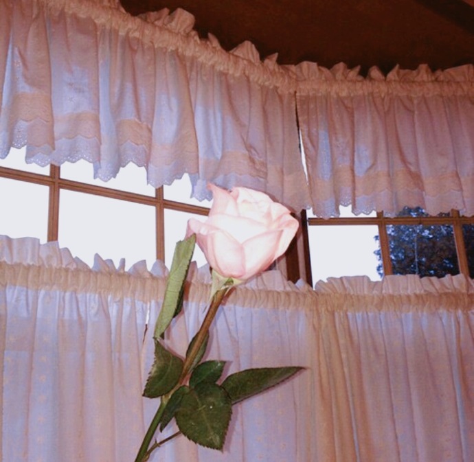 一束玫瑰花系列图片唯美大全 玫瑰花图片大全唯美壁纸