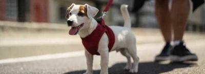 遛狗不牵绳被撞死法律规定，开车撞死狗需要赔偿吗