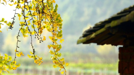 2018处暑节气风景图片大全高清 二十四节气之处暑图片唯美好看