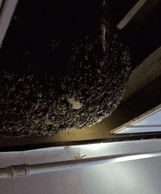 天花板藏40厘米巨大蜂窝 租客刚入住就被蛰