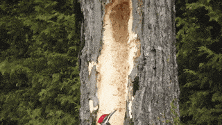 求偶季太疯狂！啄木鸟把镜中像误认为情敌 啄坏25辆汽车玻璃