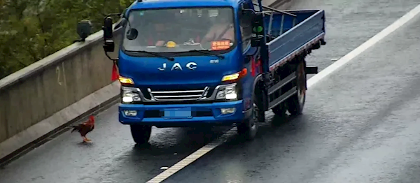 高速上发现一只鸡 男子竟倒车去抓 12分200元没了 