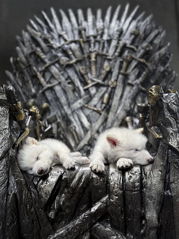 灭绝了1万多年的冰原狼被复活了 还要复活猛犸象、渡渡鸟