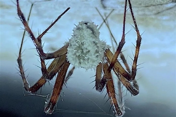 僵尸蜘蛛出没！从鲜活生命到被操控甘愿赴死 只需一粒孢子