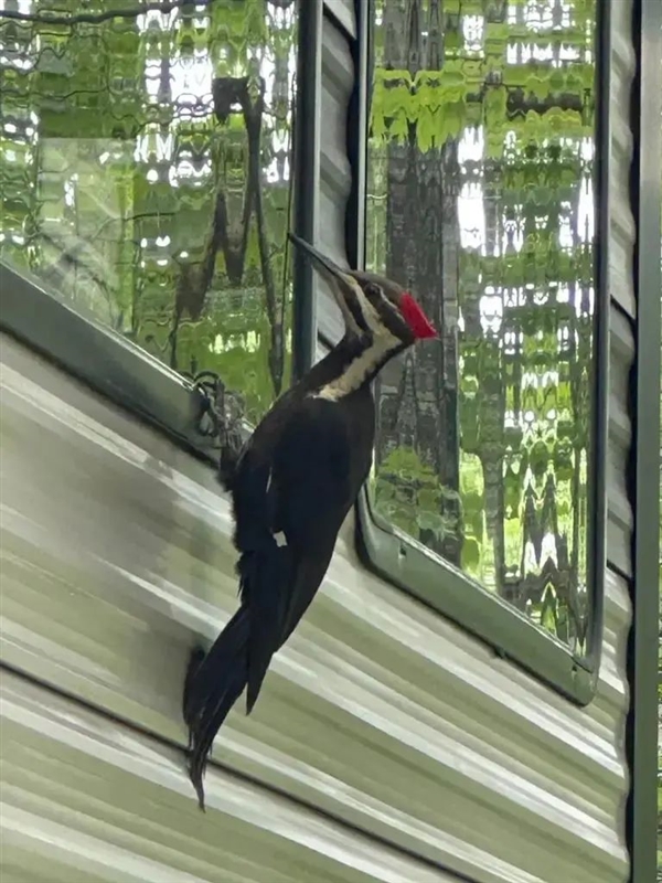 求偶季太疯狂！啄木鸟把镜中像误认为情敌 啄坏25辆汽车玻璃
