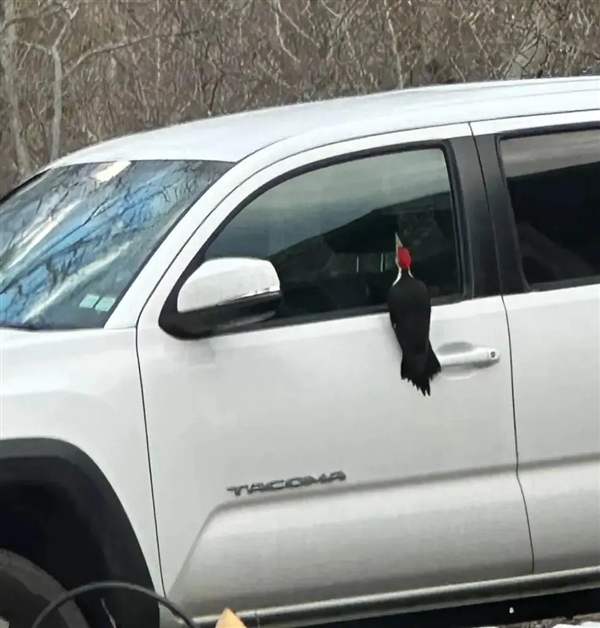 求偶季太疯狂！啄木鸟把镜中像误认为情敌 啄坏25辆汽车玻璃