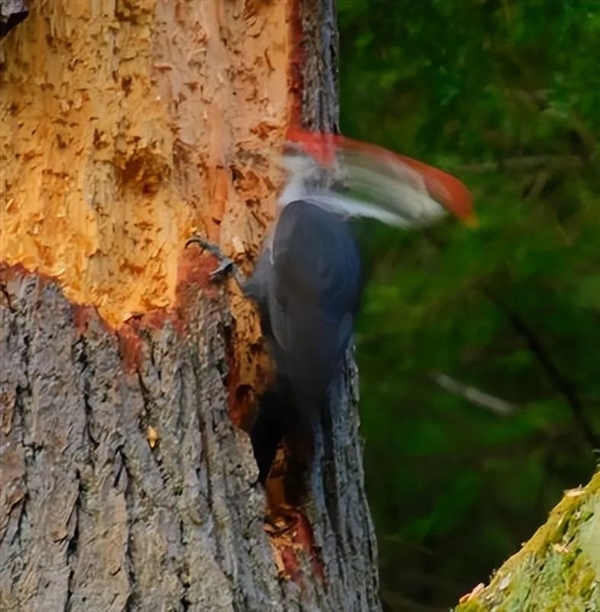 求偶季太疯狂！啄木鸟把镜中像误认为情敌 啄坏25辆汽车玻璃