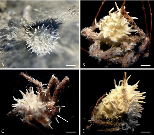 僵尸蜘蛛出没！从鲜活生命到被操控甘愿赴死 只需一粒孢子