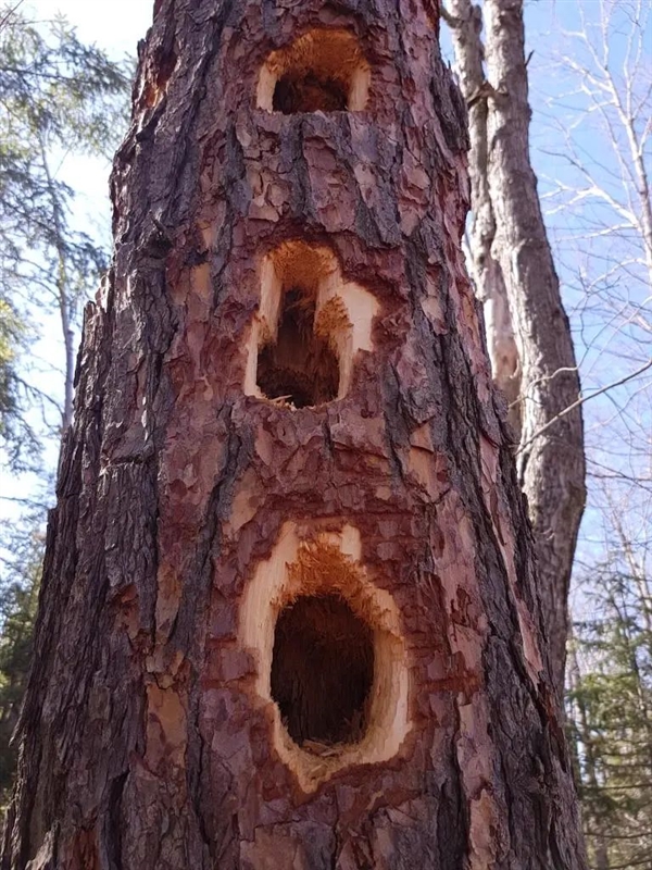 求偶季太疯狂！啄木鸟把镜中像误认为情敌 啄坏25辆汽车玻璃