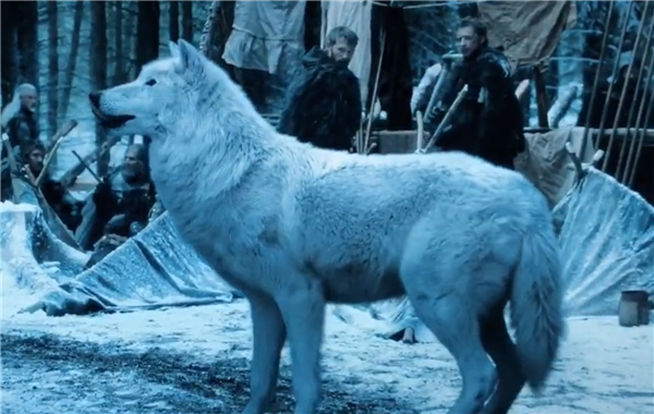 美一公司称已复活万年前灭绝恐狼：马斯克发帖围观