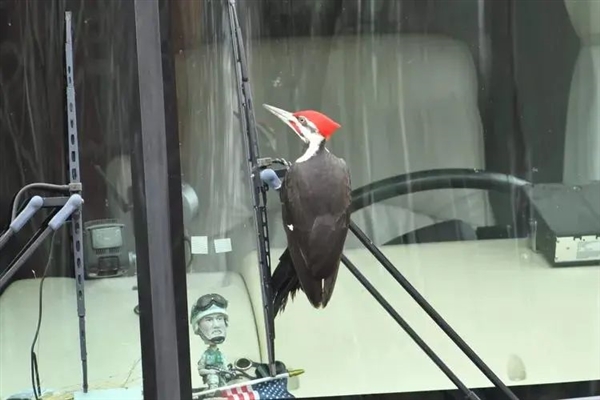 求偶季太疯狂！啄木鸟把镜中像误认为情敌 啄坏25辆汽车玻璃