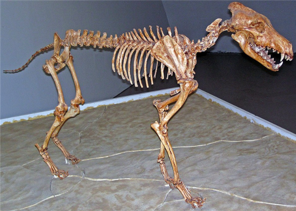 灭绝了1万多年的冰原狼被复活了 还要复活猛犸象、渡渡鸟