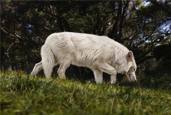 灭绝了1万多年的冰原狼被复活了 还要复活猛犸象、渡渡鸟