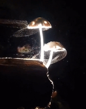 僵尸蜘蛛出没！从鲜活生命到被操控甘愿赴死 只需一粒孢子