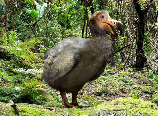 灭绝了1万多年的冰原狼被复活了 还要复活猛犸象、渡渡鸟