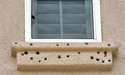 求偶季太疯狂！啄木鸟把镜中像误认为情敌 啄坏25辆汽车玻璃