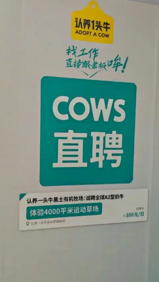 认养一头牛“找工作 直接跟老板哞”引争议  回应：致敬BOSS直聘