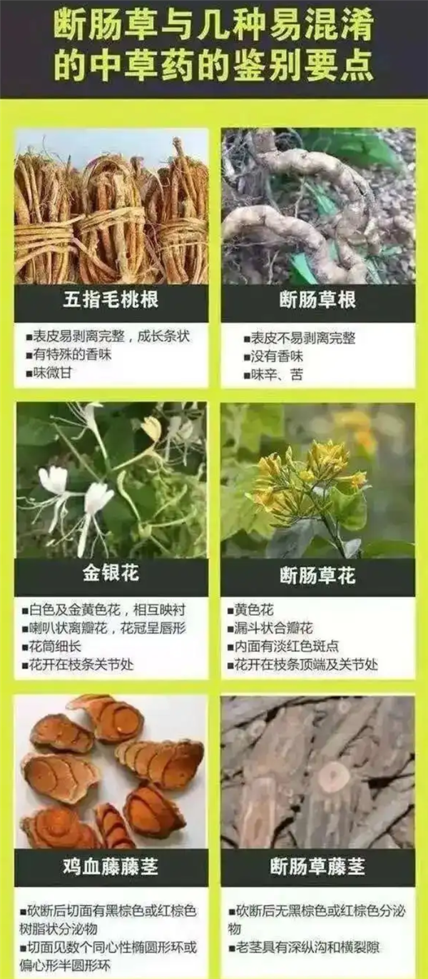 一家6口误用断肠草煲汤中毒进ICU：误认为是五指毛桃