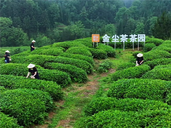 贵州自有茶园：金尘茶红茶/毛峰绿茶14元4两大促