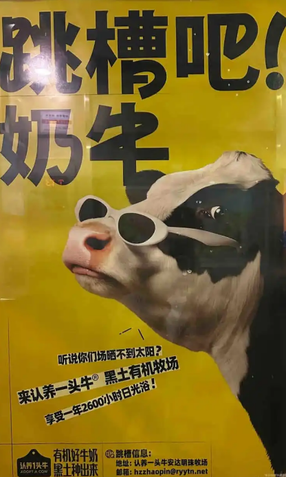 认养一头牛“找工作 直接跟老板哞”引争议  回应：致敬BOSS直聘