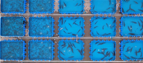 水中大熊猫 超22万尾子二代中华鲟放归长江