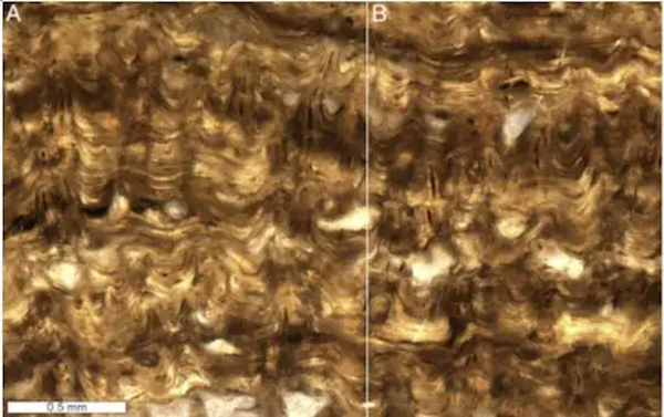 4.8亿年前“嫘祖冠毛层孔海绵”现身 背后秘密让人瞠目
