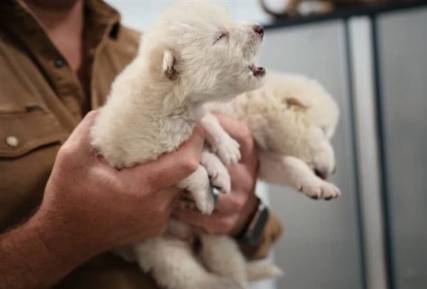 美一公司称已复活万年前灭绝恐狼：马斯克发帖围观